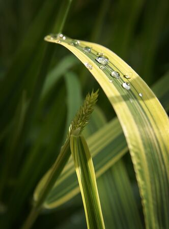 drops of water on a leaf of a stalkの写真素材