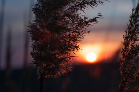 beautiful sunset on sky and grass backgroundの写真素材