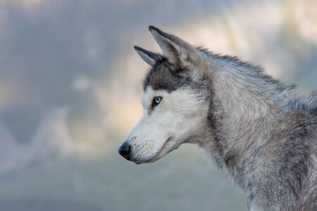 portrait of concerned husky in profile