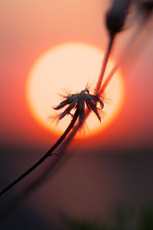 fluffy flower closeup on a background of big sunset in summer
の写真素材