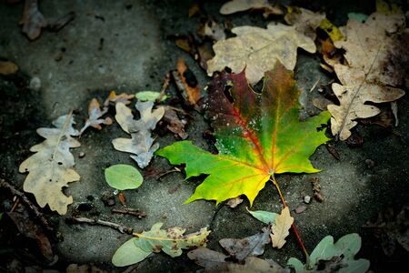 beautiful colored maple autumn leaf on the ground on a background of ordinary leaves
の写真素材