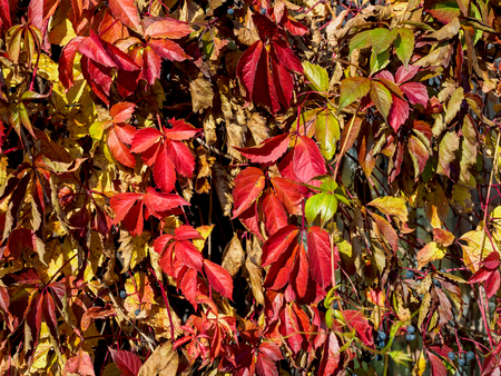 Maiden grapes, leaves of red and yellow color in Octoberの写真素材