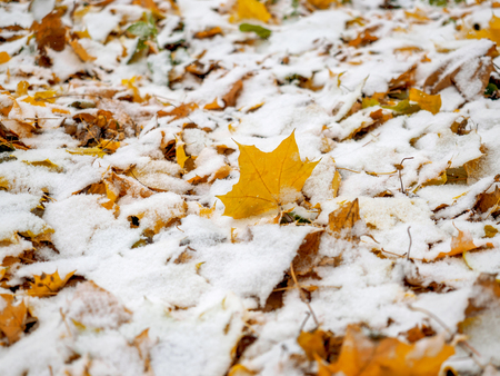 Has covered the yellow fallen-down autumn leaves with the first snow in the park in October.の写真素材