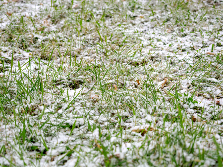 The first dropped-out snow has covered a green grass and yellow fallen leaves at the end of October.の写真素材
