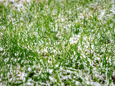 The first dropped-out snow has covered a green grass and yellow fallen leaves at the end of October.の写真素材