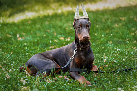 Puppy of a Dobermann terrier on walk in the park in the summerの写真素材