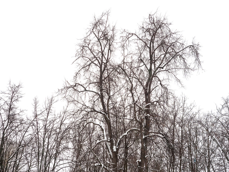 Branches of trees against the cloudy skyの写真素材