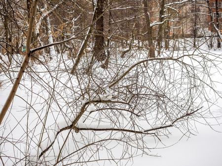 Snow-covered tree branch after snowfall in winter.の写真素材