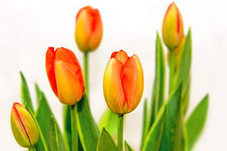 Tulip. Beautiful bouquet of tulips.の写真素材