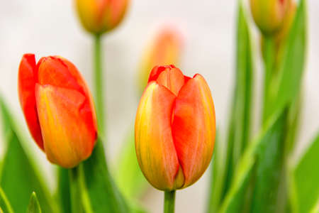 Tulip. Beautiful bouquet of tulips.の写真素材