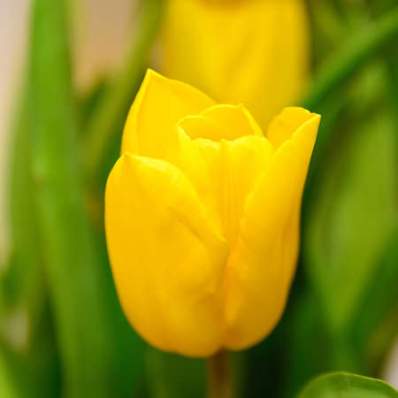 Tulip. Beautiful bouquet of tulips.の写真素材