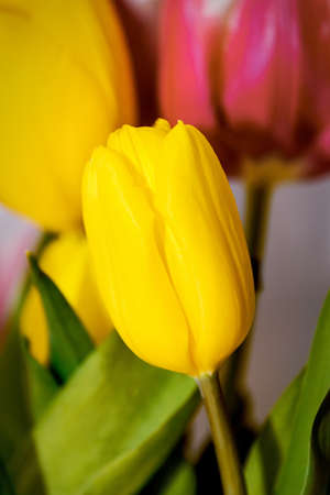 Tulip. Beautiful bouquet of tulips.の写真素材