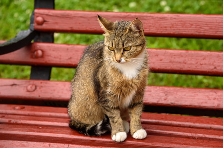 A young cat is sitting on a red wooden bench in the park.の写真素材