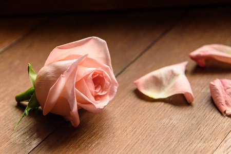 One bud of a pink rose on a wooden backgroundの写真素材