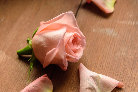 One bud of a pink rose on a wooden backgroundの写真素材
