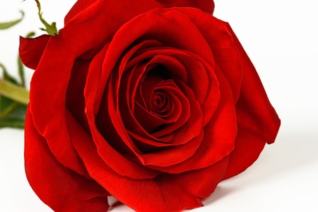 Red rose isolated on a white background close-up.の写真素材