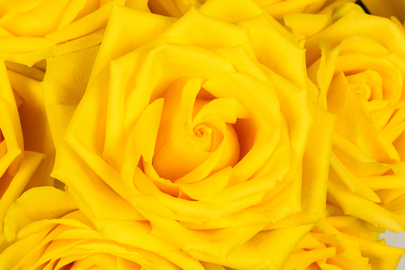 Beautiful yellow rose close-up. Macro photo, floral background.の写真素材