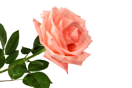 Pink rose isolated on a white background close-up.の写真素材