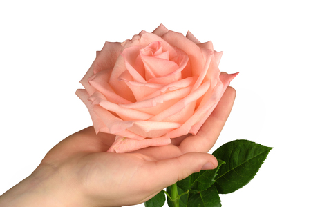 Pink rose in hand isolated on white background.の写真素材