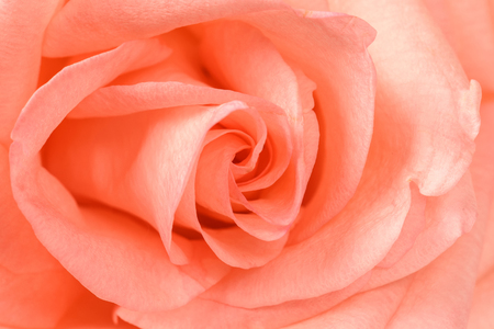 Beautiful pink rose close-up. Macro photo, floral background.の写真素材