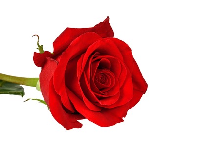 Red rose isolated on a white background close-up.の写真素材