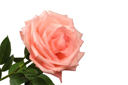 Pink rose isolated on a white background close-up.の写真素材