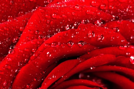 Red rose with dew drops close-up. Natural texture.の写真素材