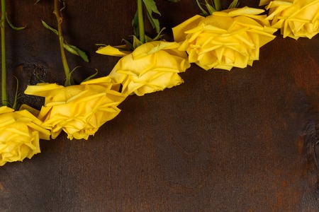 Beautiful yellow roses on a dark wooden background.の写真素材