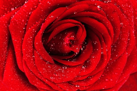 Red rose with dew drops close-up. Natural texture.の写真素材