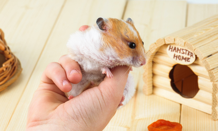 A hamster in the hands of a girl close-up on a wooden background.の写真素材