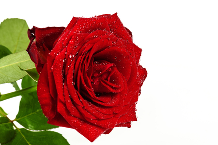 Red rose with drops of dew on a white backgroundの写真素材