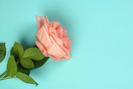One pink rose on a blue background close-up.の写真素材