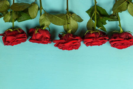 Decoration of beautiful red roses on a blue background close-upの写真素材