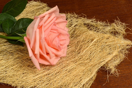One pink rose on a dark close-up.の写真素材