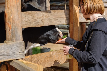 Russia, Suzdal, September 2017. Children feed the cow in a pen from their hands.のeditorial素材