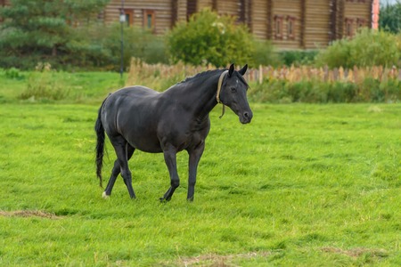 A black horse walks on a green lawn in the fall.の写真素材