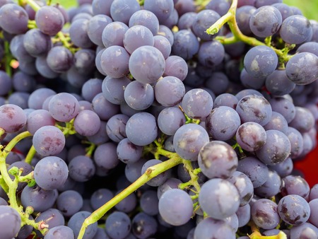 Broken bunches of red grapes close-up on a sunny afternoon.