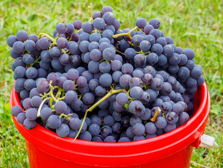A bucket full of red grapes is standing on the lawn.の写真素材