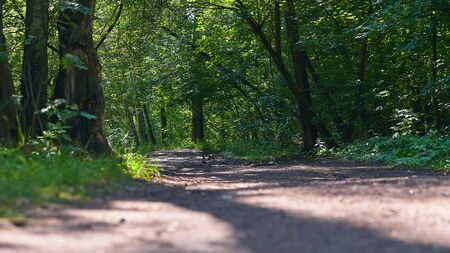 A path in the forest lit by the sun. Forest path on a sunny summer day.