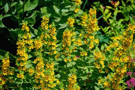 Beautiful bush with yellow flowers closeup summer day. Gorgeous yellow flowers.の写真素材