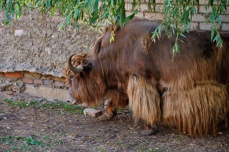 A large brown yak walks along a brick wall. Wild animal in the farm. Portrait of a yak close-up.の写真素材