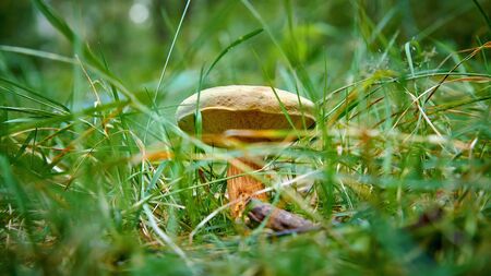 One mushroom grows in a summer forest in dense grass.の写真素材
