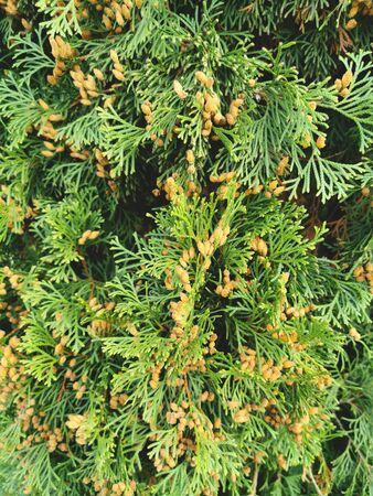 Thuja branches with cones close-up. Natural background made of thuja branches.の写真素材
