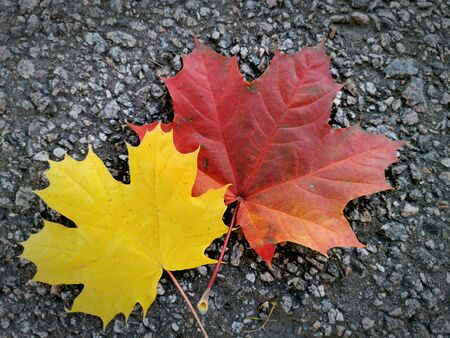 Maple leaves lies on a walkway in a park. The arrival of autumn and the autumn mood.