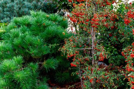 Beautiful pine branches and bush with bright red berries. Autumn nature.の写真素材