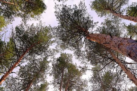 Beautiful bottom view on the crowns of trees against the sky. Beautiful summer landscape with sky...