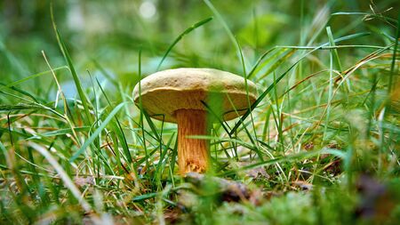 One mushroom grows in a summer forest in dense grass.
