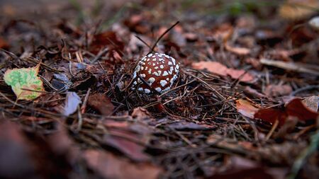 A beautiful little fly agaric creeps out of the ground in a forest close-up. Poisonous mushroom in...