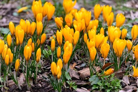 Flowering crocuses with yellow petals (Spring Crocus). Crocuses are the first spring flowers that bloom in early spring.の写真素材