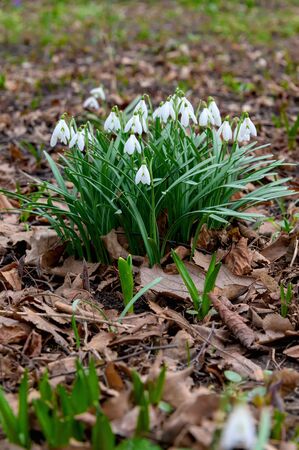 The snowdrop or common snowdrop (Galanthus nivalis) blooms. Snowdrop the first spring flowers. Flowers bloom after winter.の写真素材